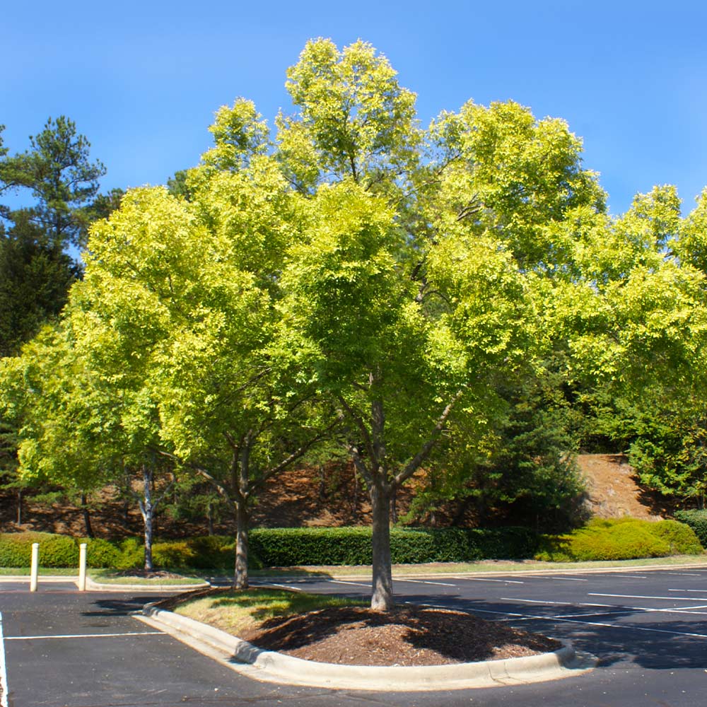 Lacebark Chinese Elm Tree - Image 6