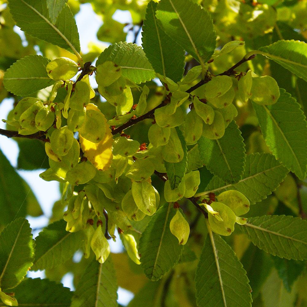 Lacebark Chinese Elm Tree - Image 7