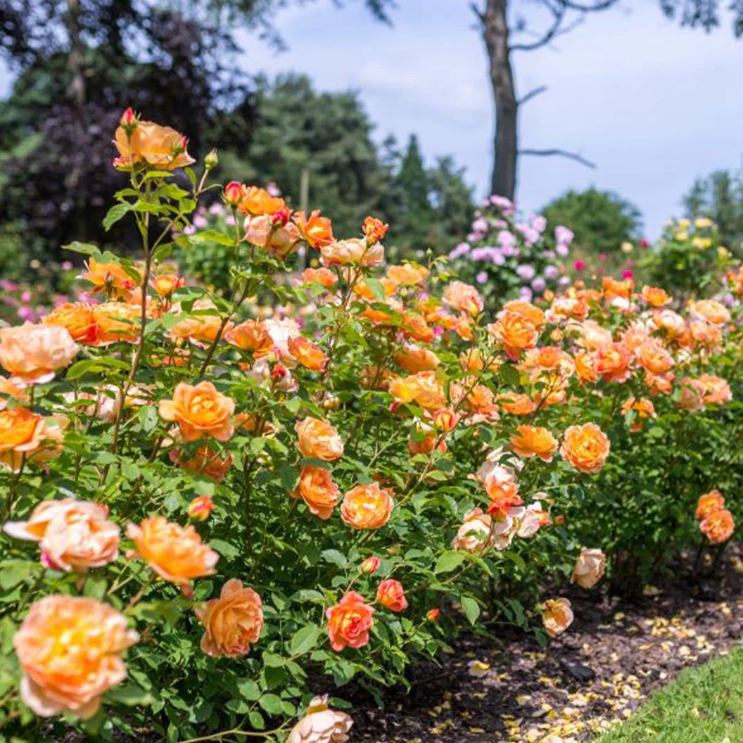 David Austin® Lady of Shalott™ Rose Shrub - Image 3