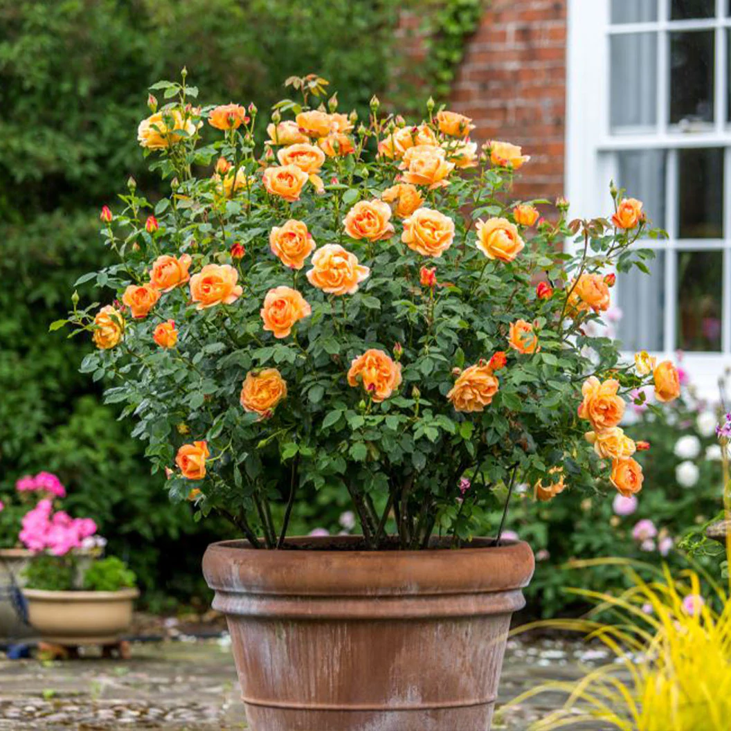 David Austin® Lady of Shalott™ Rose Shrub - Image 4