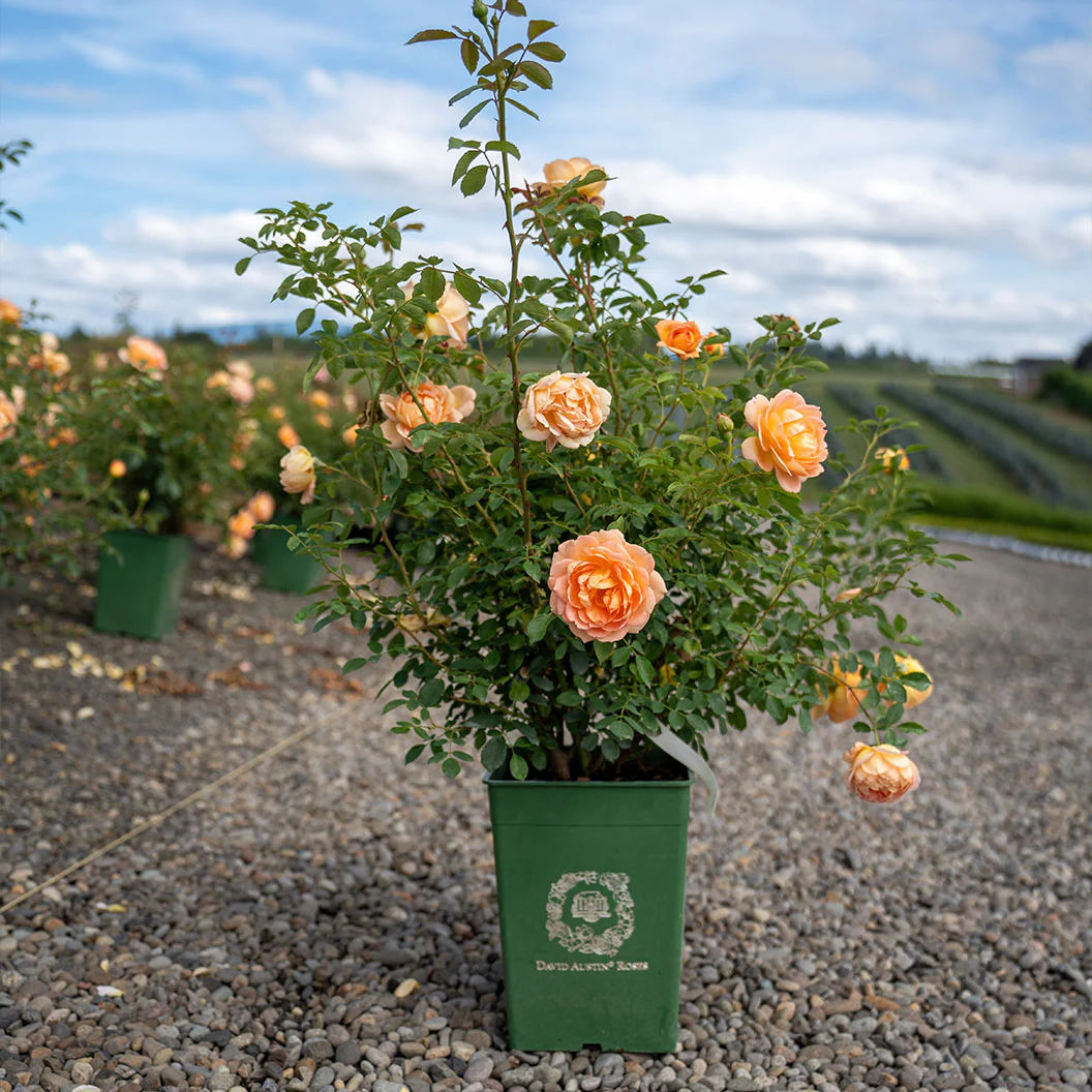 David Austin® Lady of Shalott™ Rose Shrub - Image 5