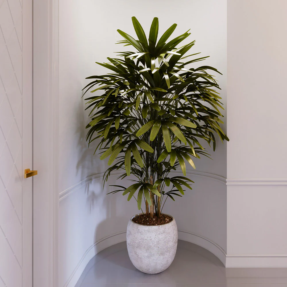 Lady Palm Tree - Image 3