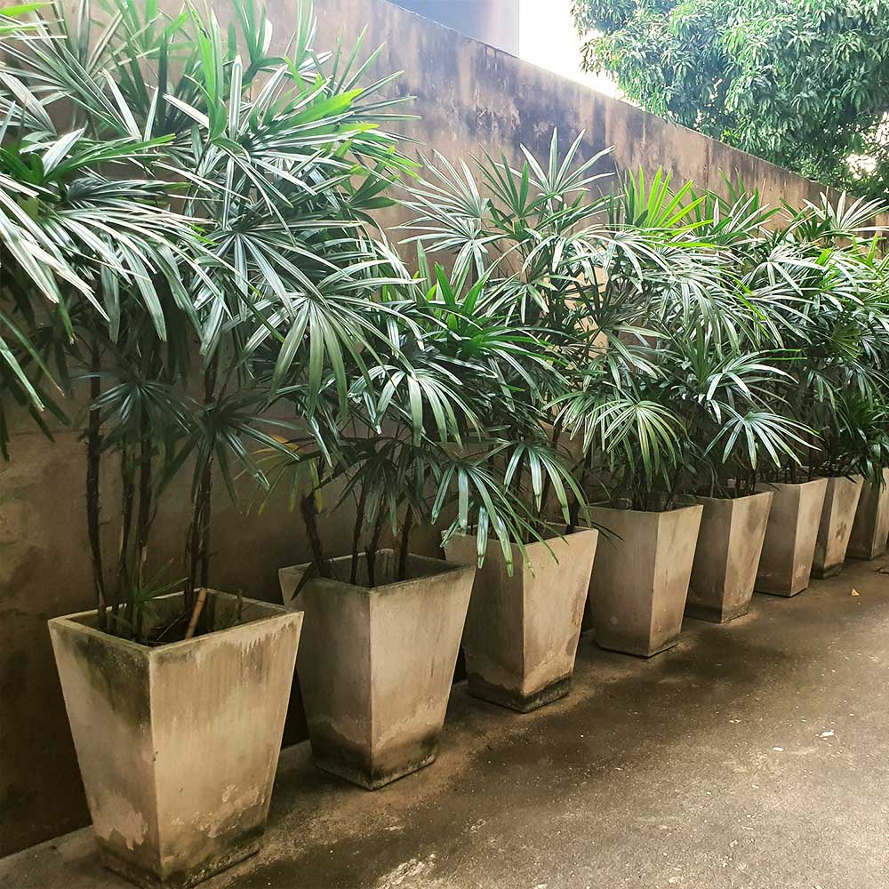 Lady Palm Tree - Image 4