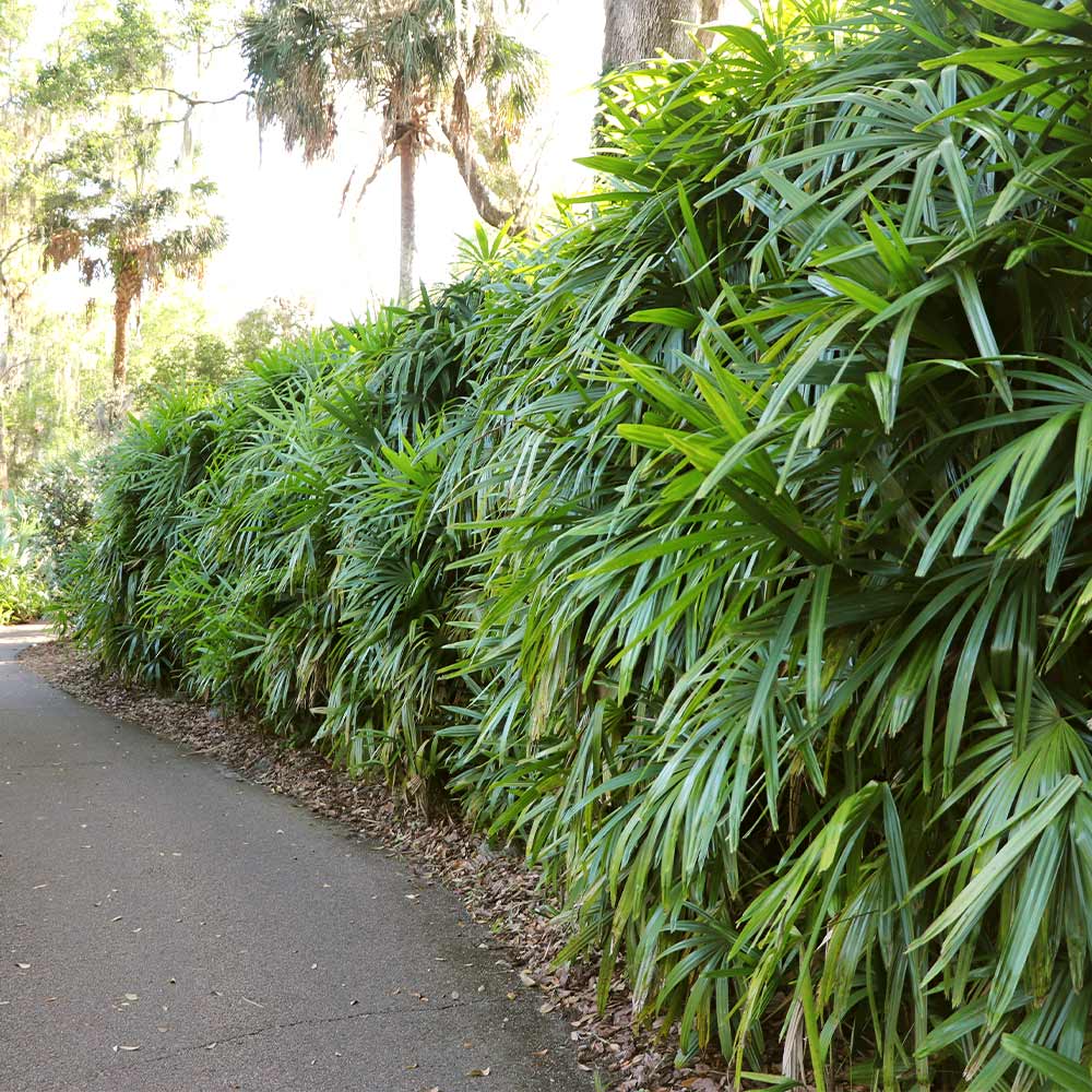 Lady Palm Tree - Image 5