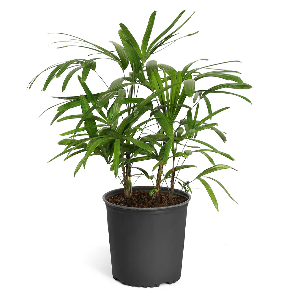 Lady Palm Tree - Image 8