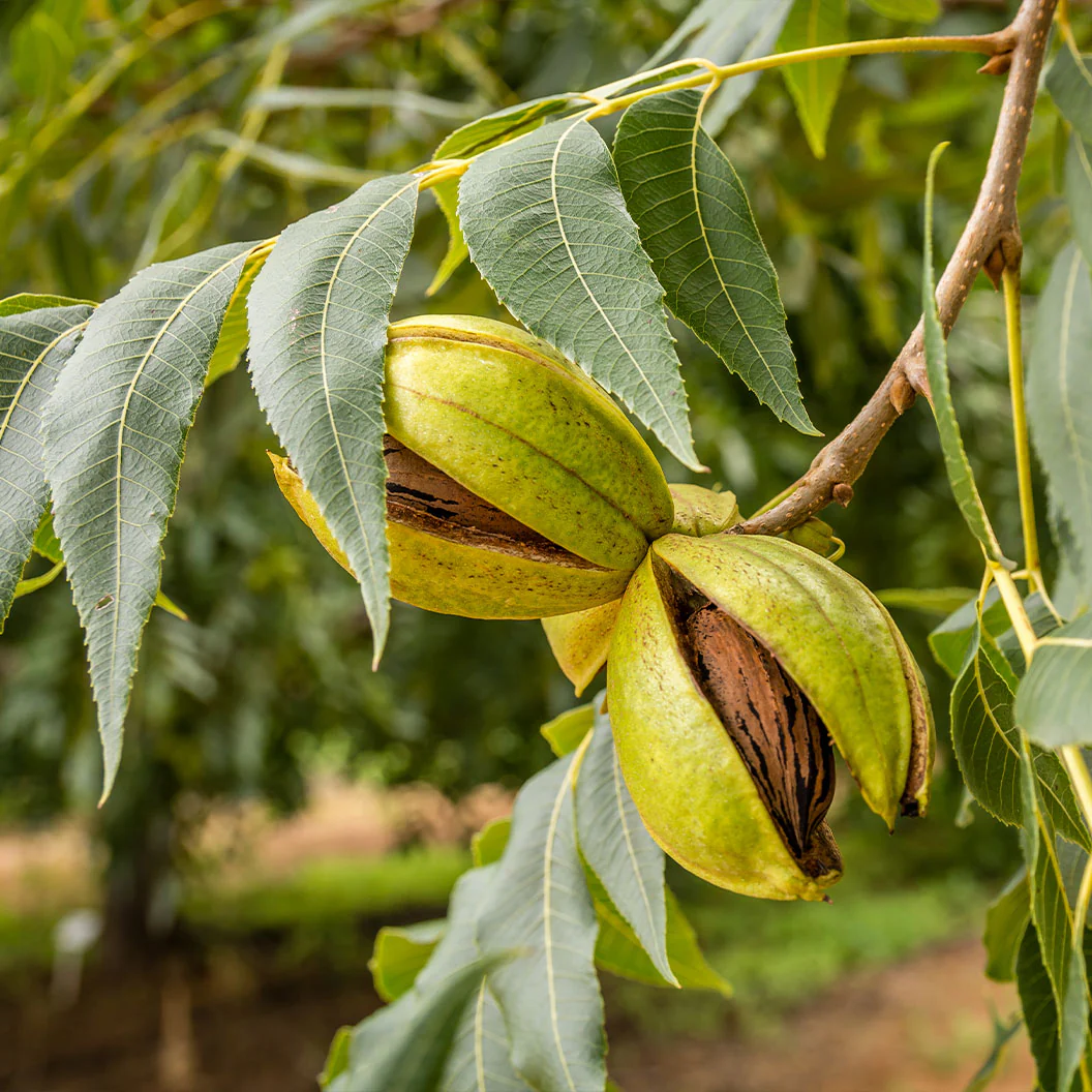 Lakota Pecan Tree - Image 2