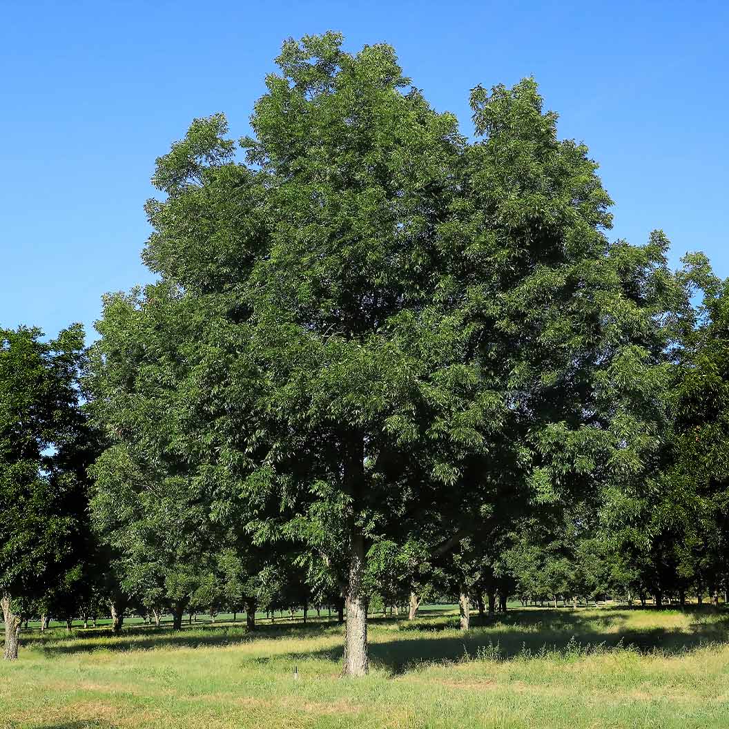 Lakota Pecan Tree - Image 3