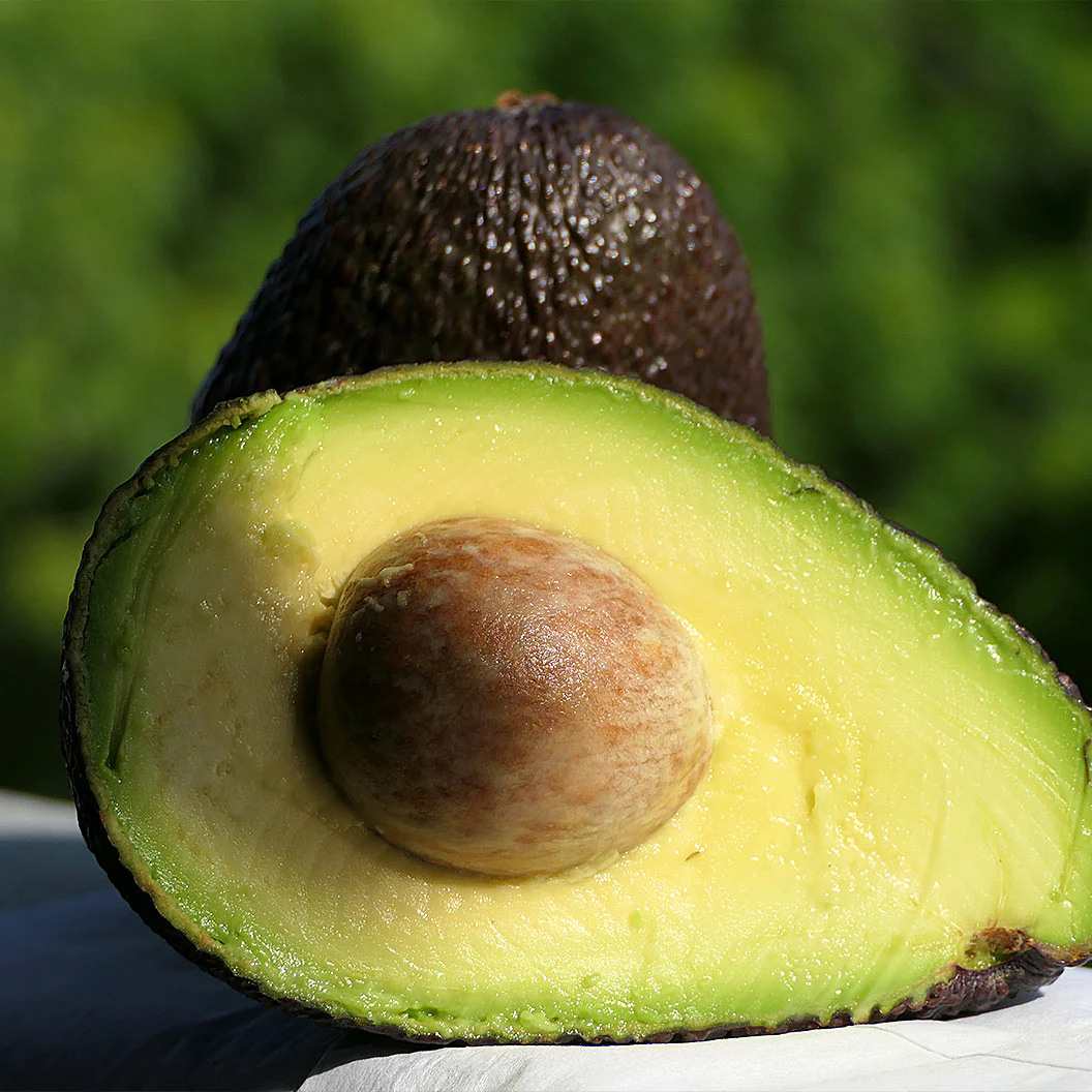 Lamb Hass Avocado Tree - Image 3