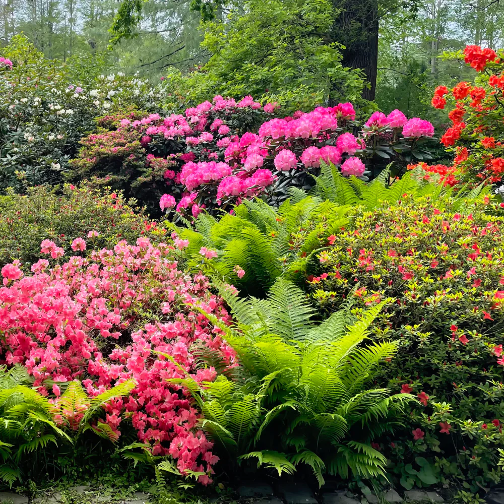 Expert Consultation: Landscape Design - Image 3