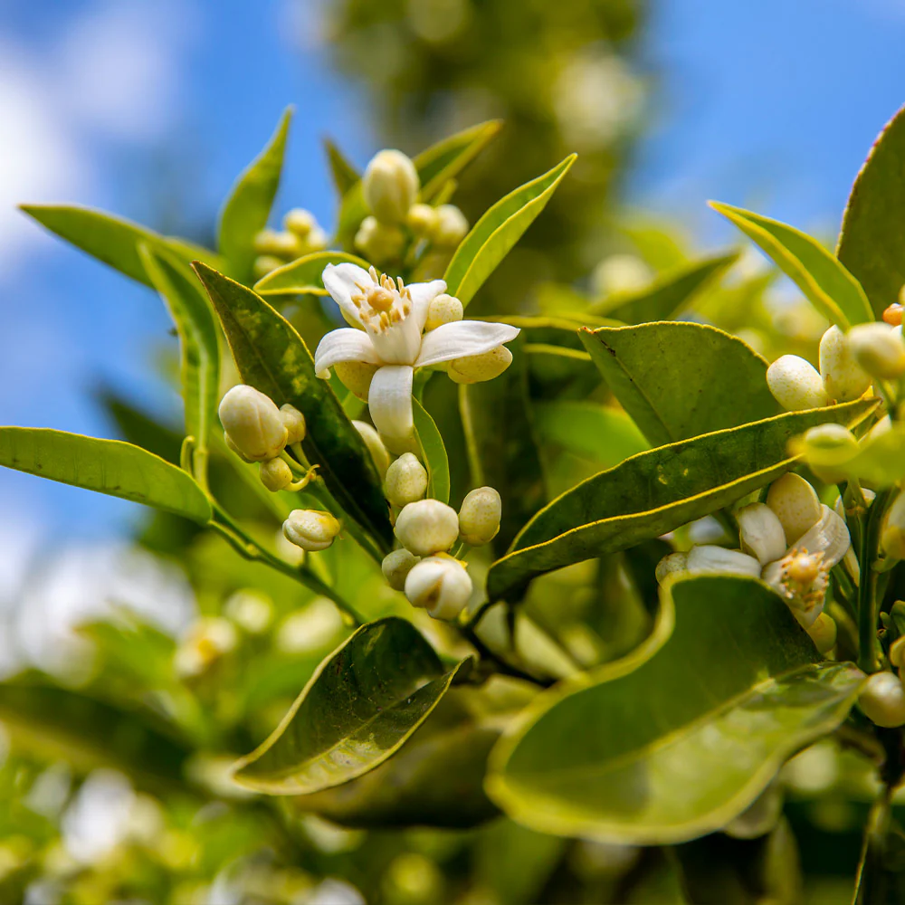 Lane Late Navel Orange Tree - Image 3