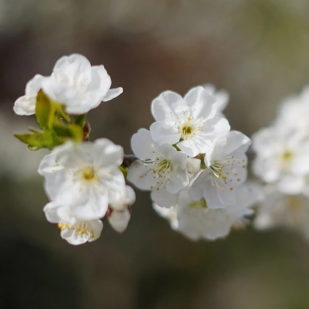 Lapins Cherry Tree - Image 5