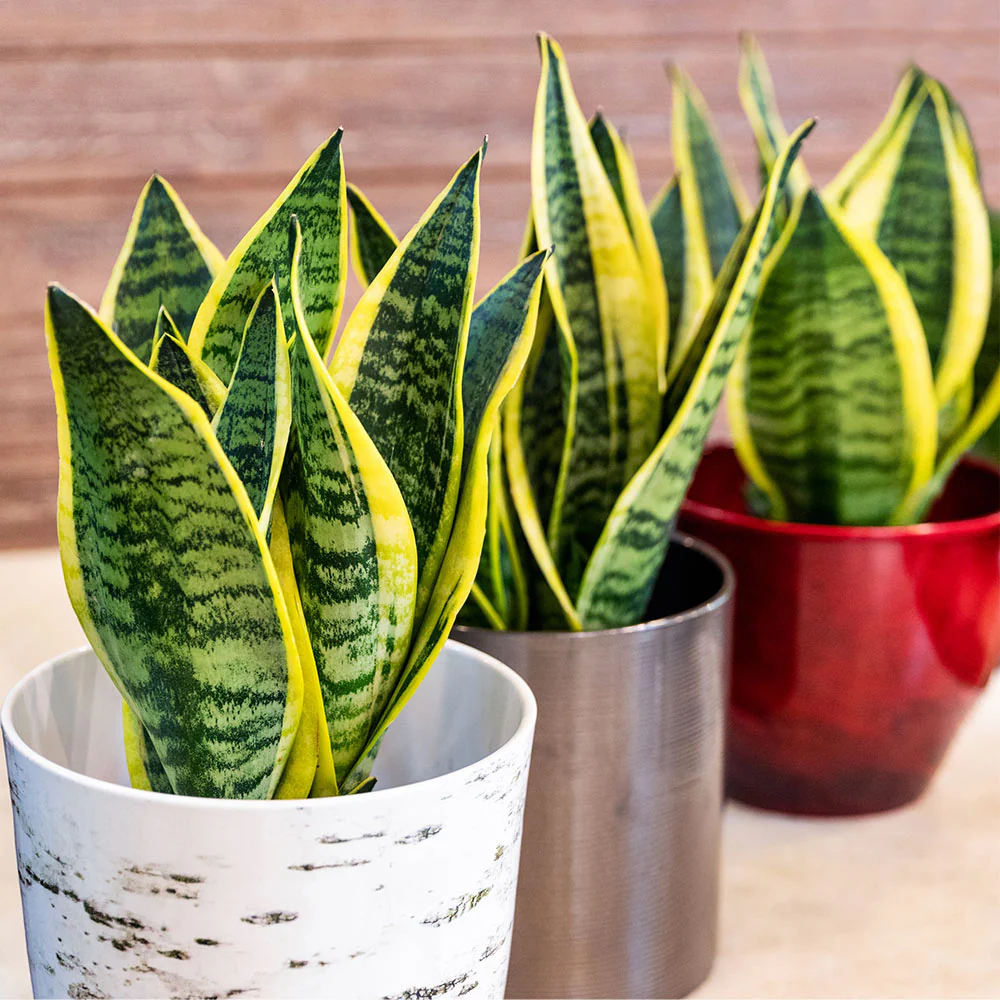 Laurentii Snake Plant - Image 2