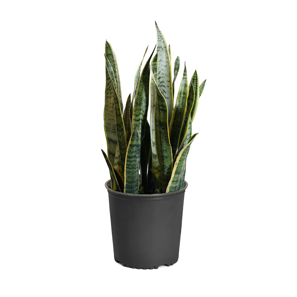 Laurentii Snake Plant - Image 3