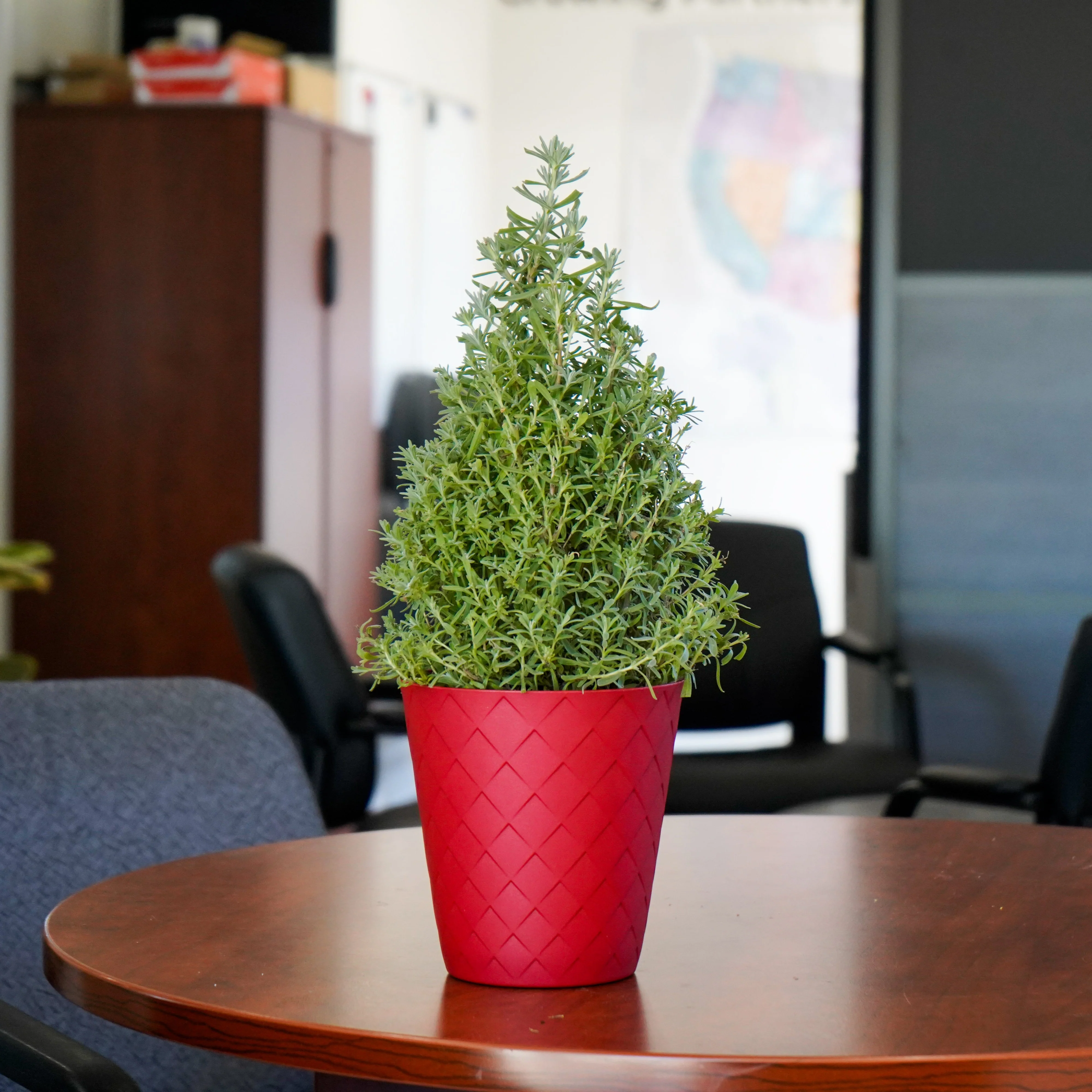 Lavender Cone in Red Luxe Pot - Image 2