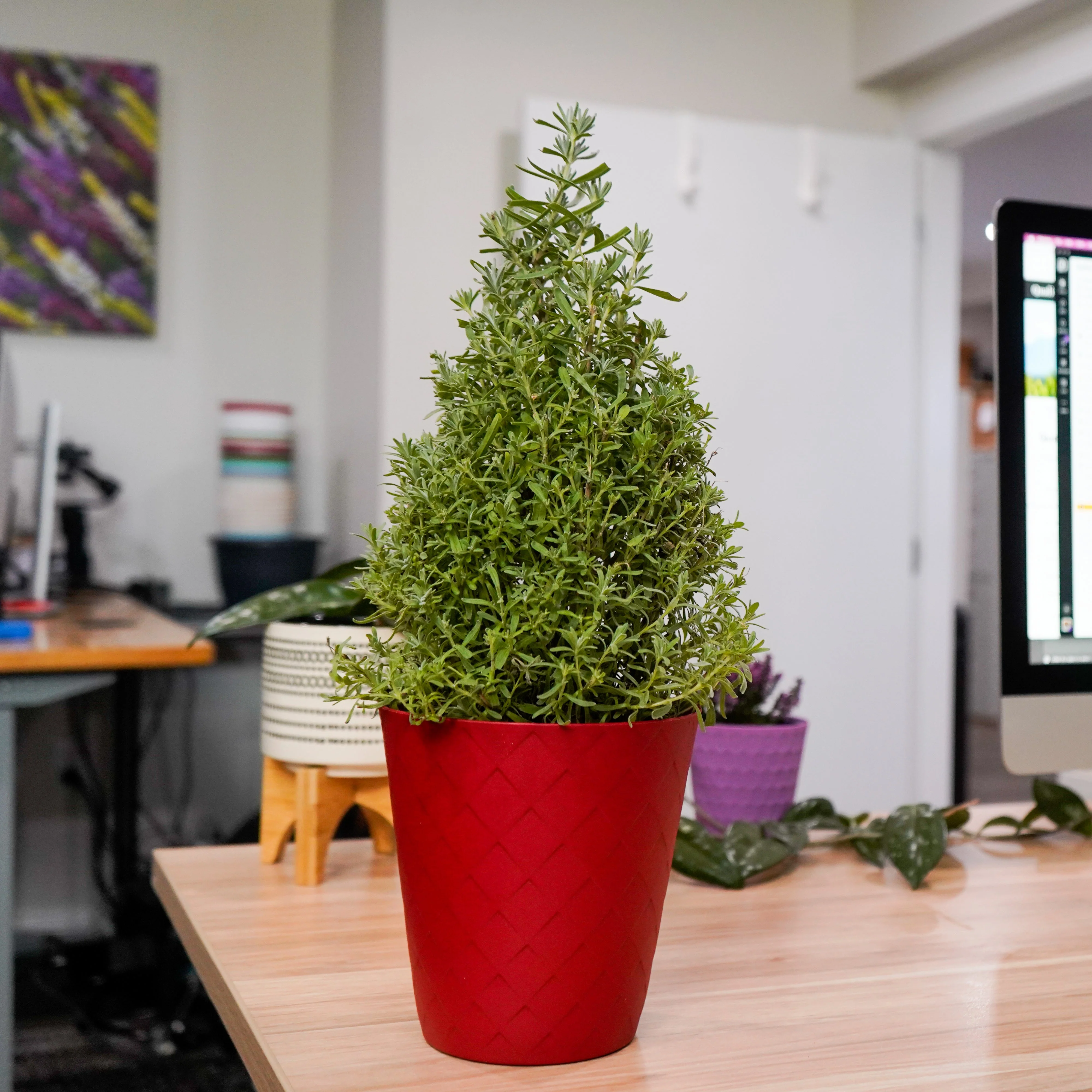 Lavender Cone in Red Luxe Pot - Image 3