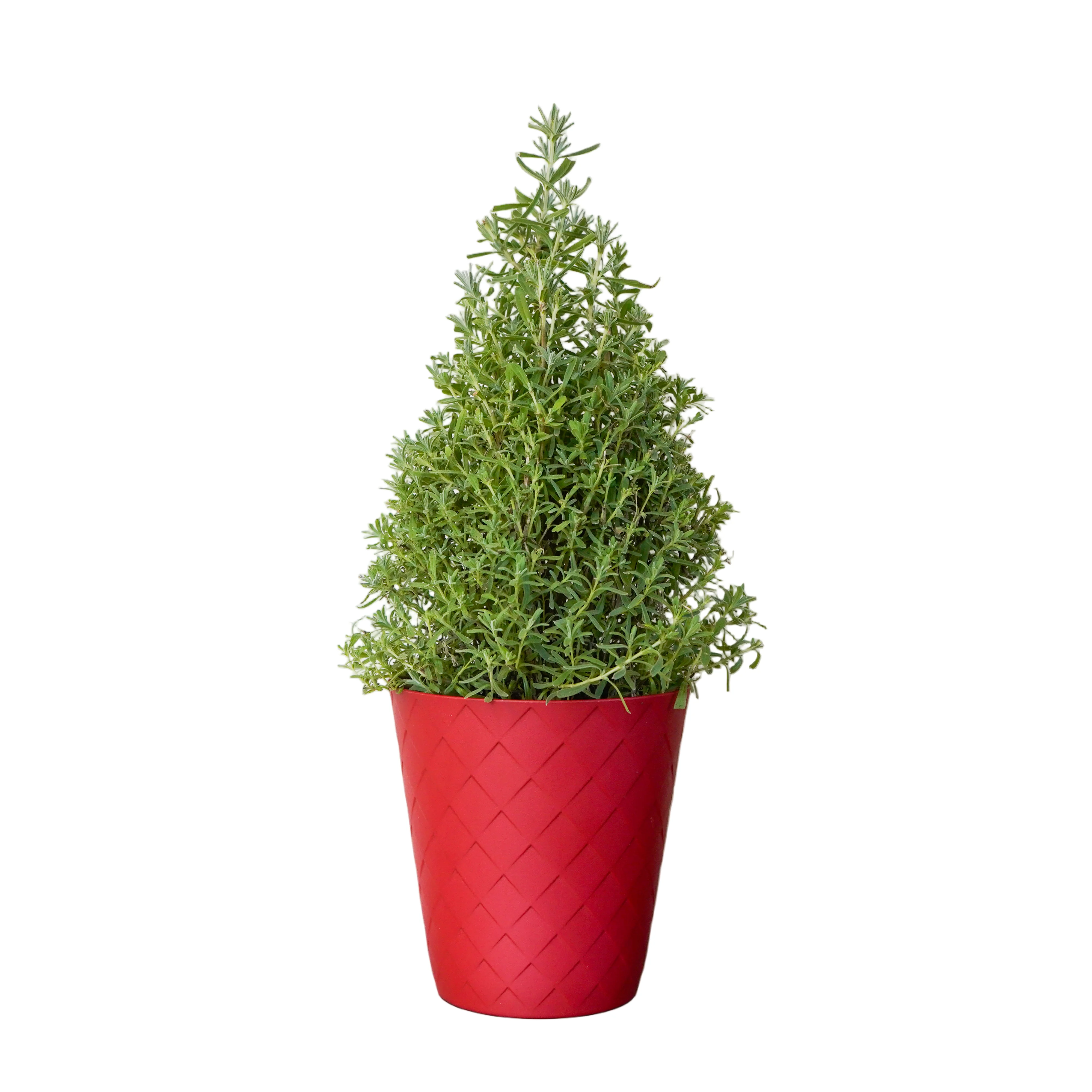 Lavender Cone in Red Luxe Pot - Image 4