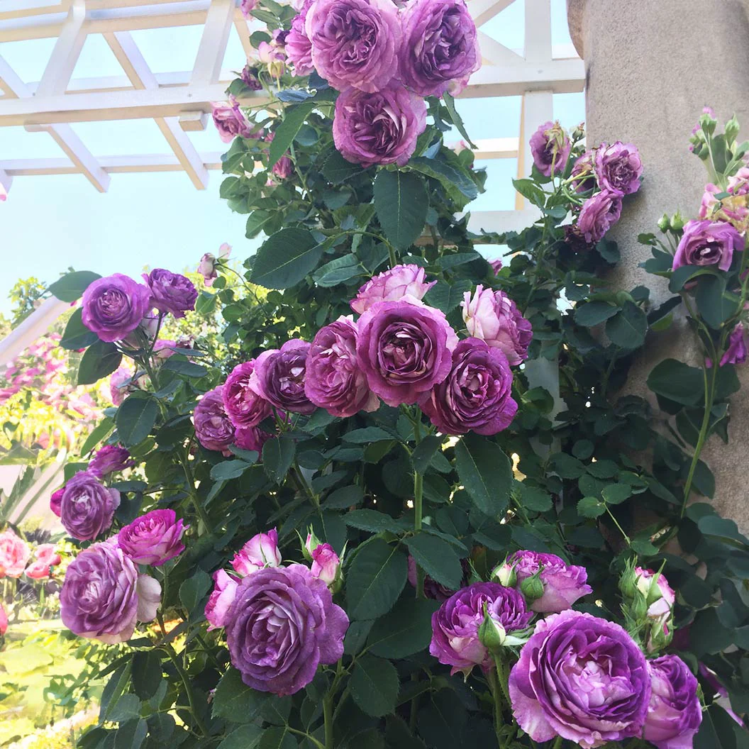 Lavender Crush Climbing Rose - Image 2