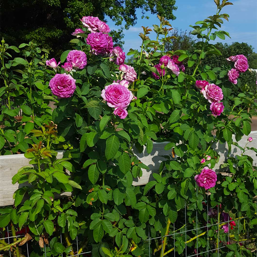 Lavender Crush Climbing Rose - Image 3