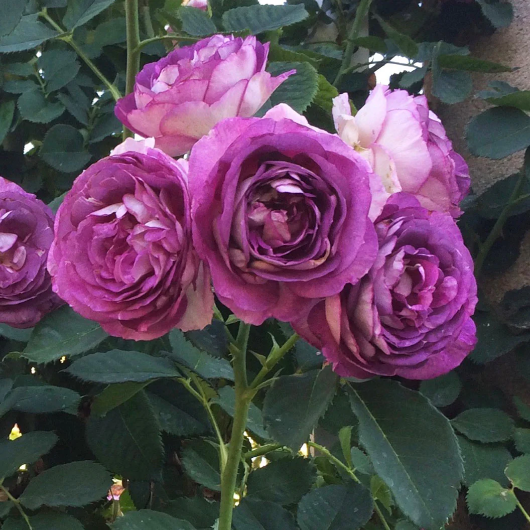 Lavender Crush Climbing Rose - Image 4