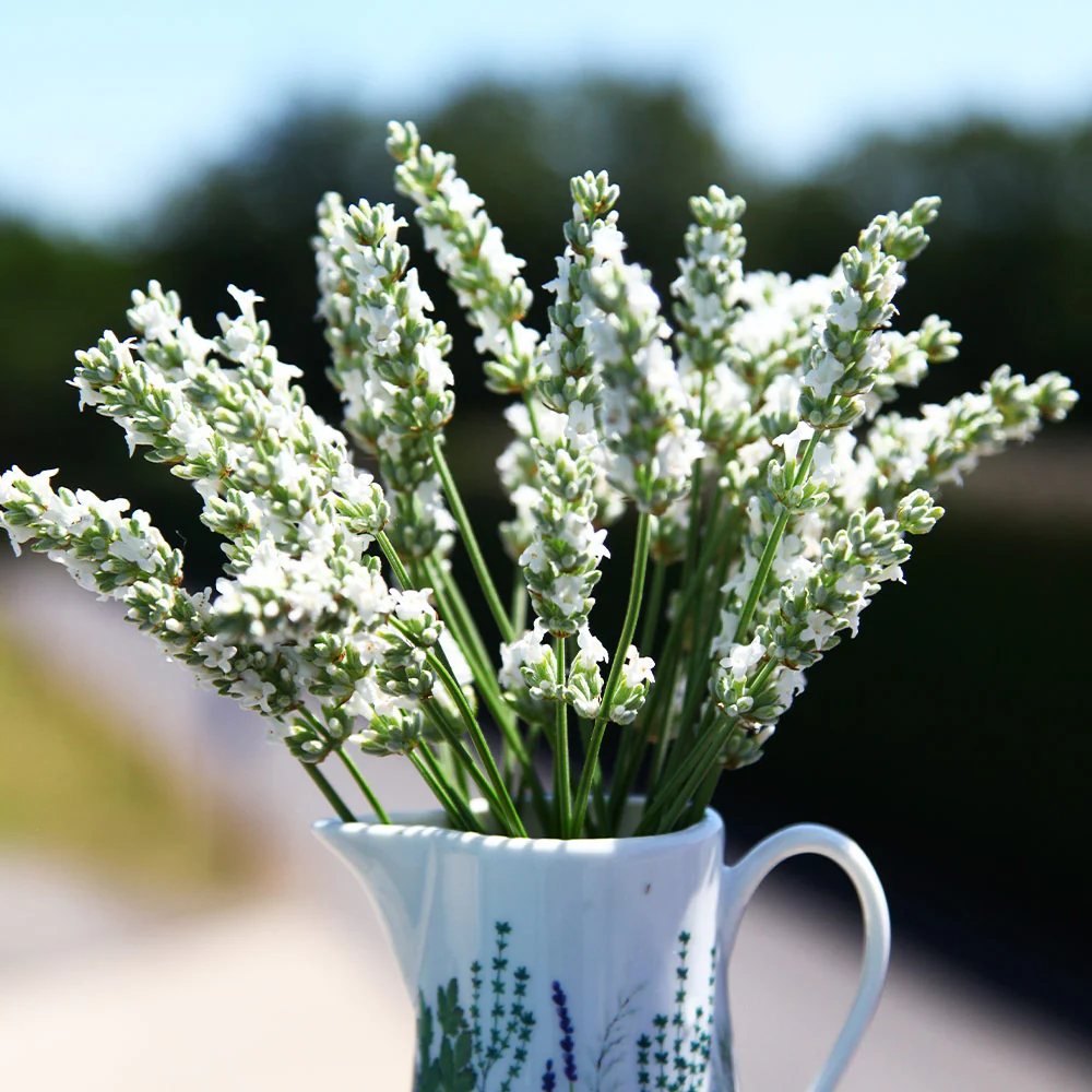 Exceptional™ Lavender Plant - Image 2