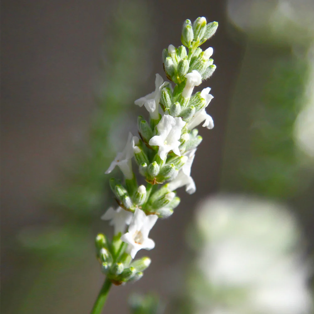 Exceptional™ Lavender Plant - Image 3