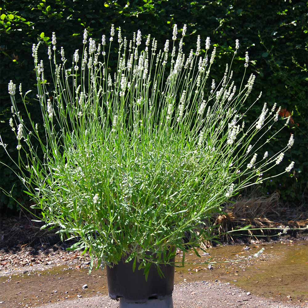 Exceptional™ Lavender Plant - Image 4