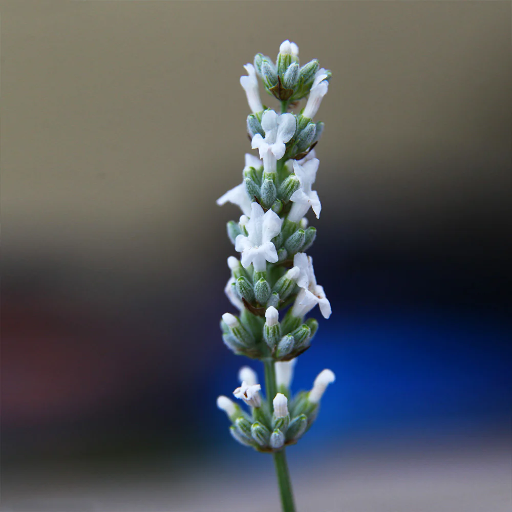 Exceptional™ Lavender Plant - Image 5