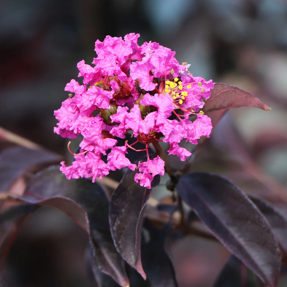 Black Diamond® Lavender Lace™ Crape Myrtle Tree - Image 2