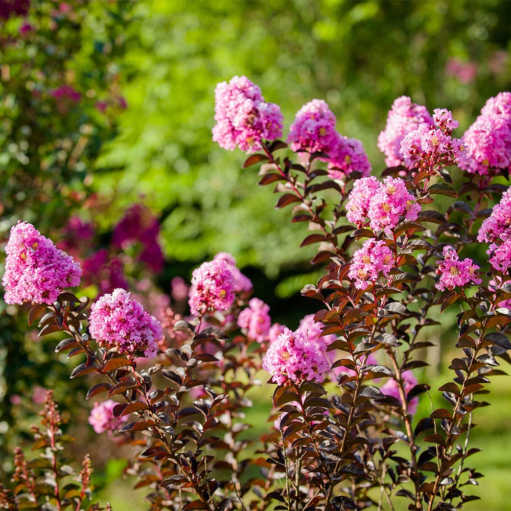 Black Diamond® Lavender Lace™ Crape Myrtle Tree - Image 3