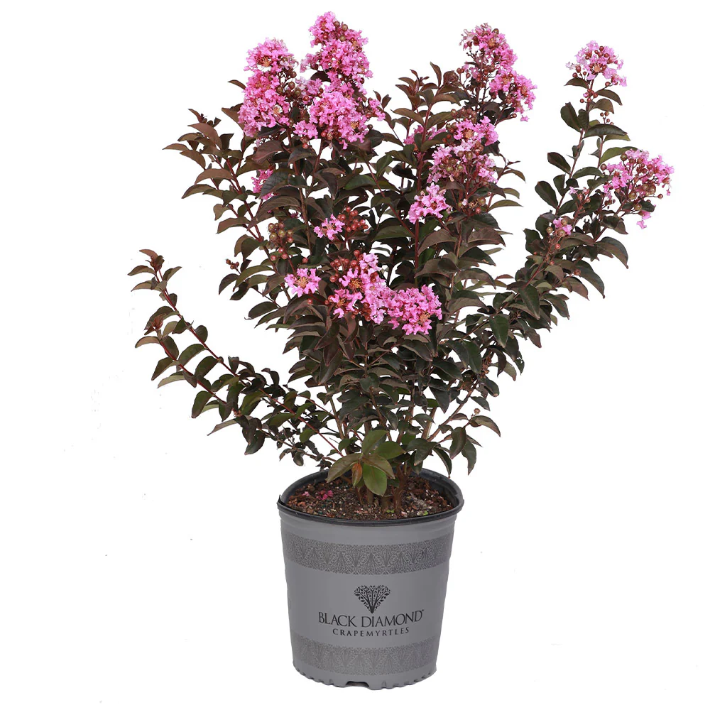 Black Diamond® Lavender Lace™ Crape Myrtle Tree - Image 4