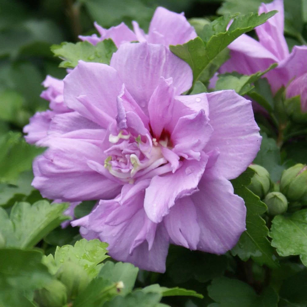 Lavender Rose of Sharon Althea Tree - Image 3