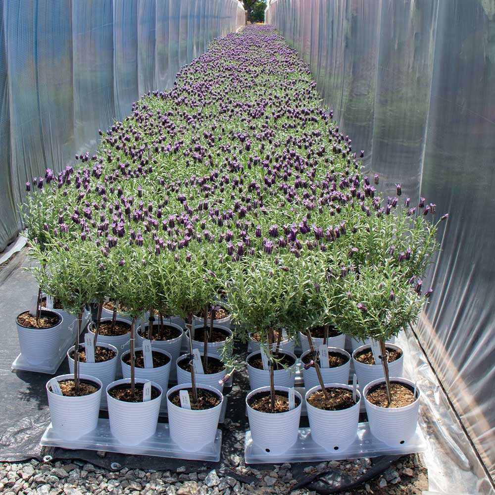 Lavender Standard Topiary Tree - Image 6