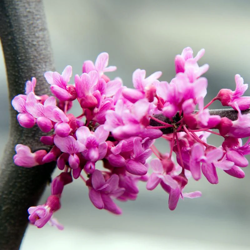 Lavender Twist® Weeping Redbud Tree - Image 3