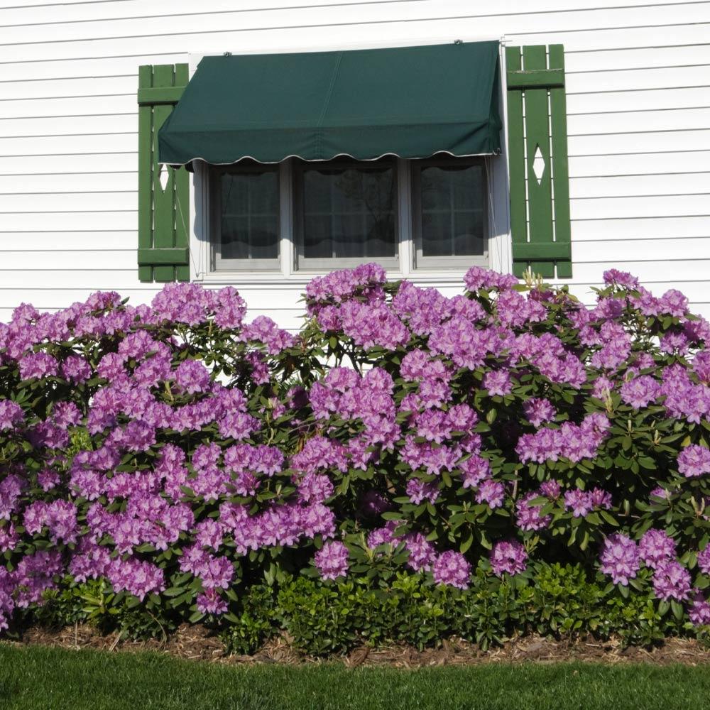 Lavender Rhododendron Shrub - Image 3