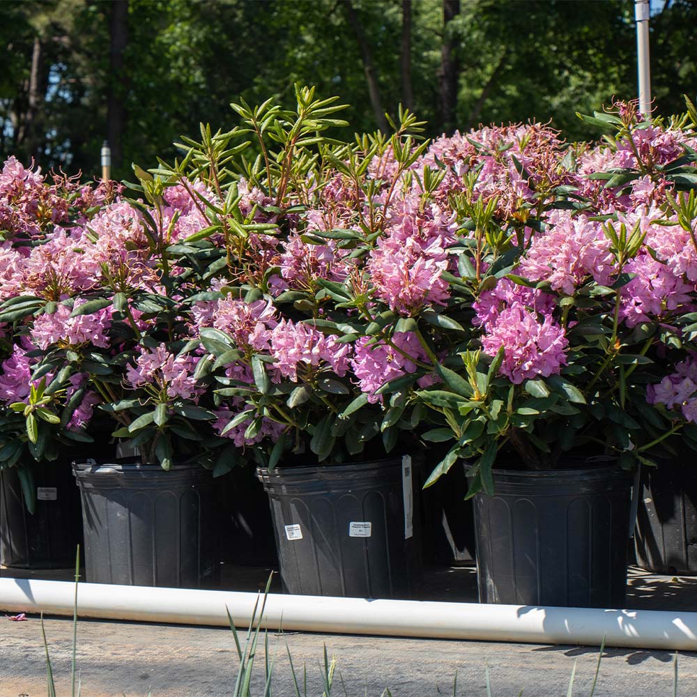 Lavender Rhododendron Shrub - Image 5