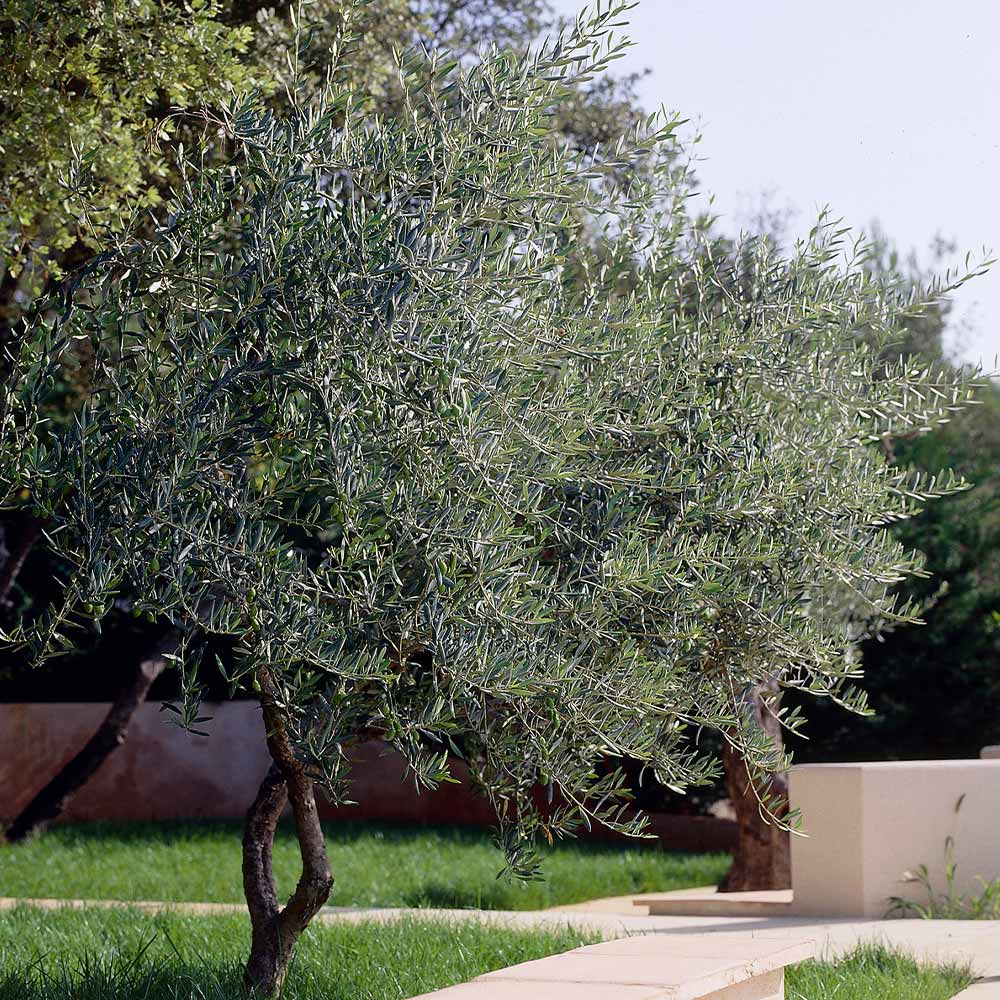 Lecciana Olive Tree - Image 4