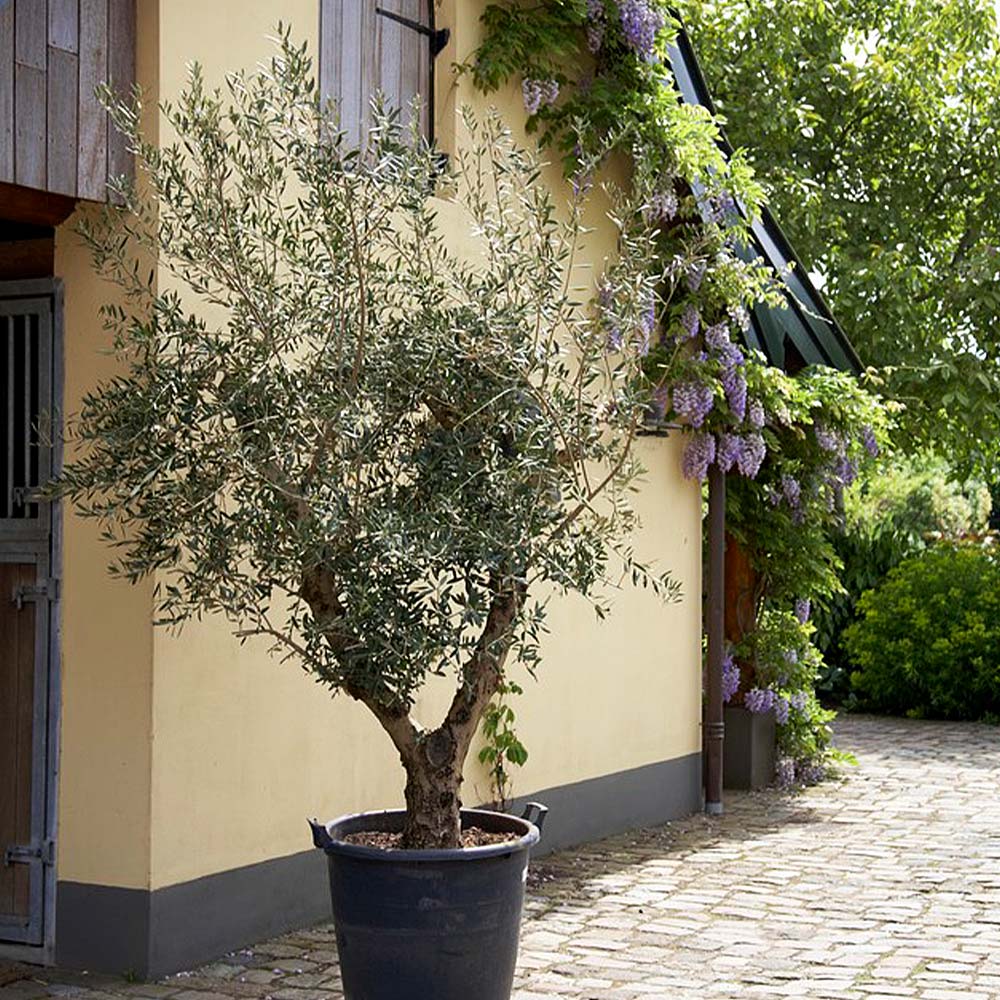 Lecciana Olive Tree - Image 3