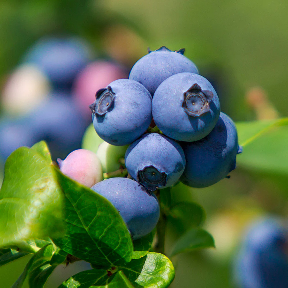 Legacy Blueberry Bush - Image 3