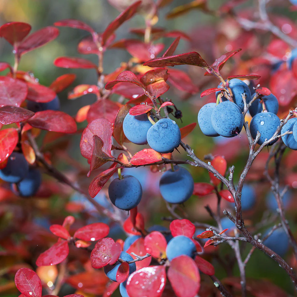 Legacy Blueberry Bush - Image 6