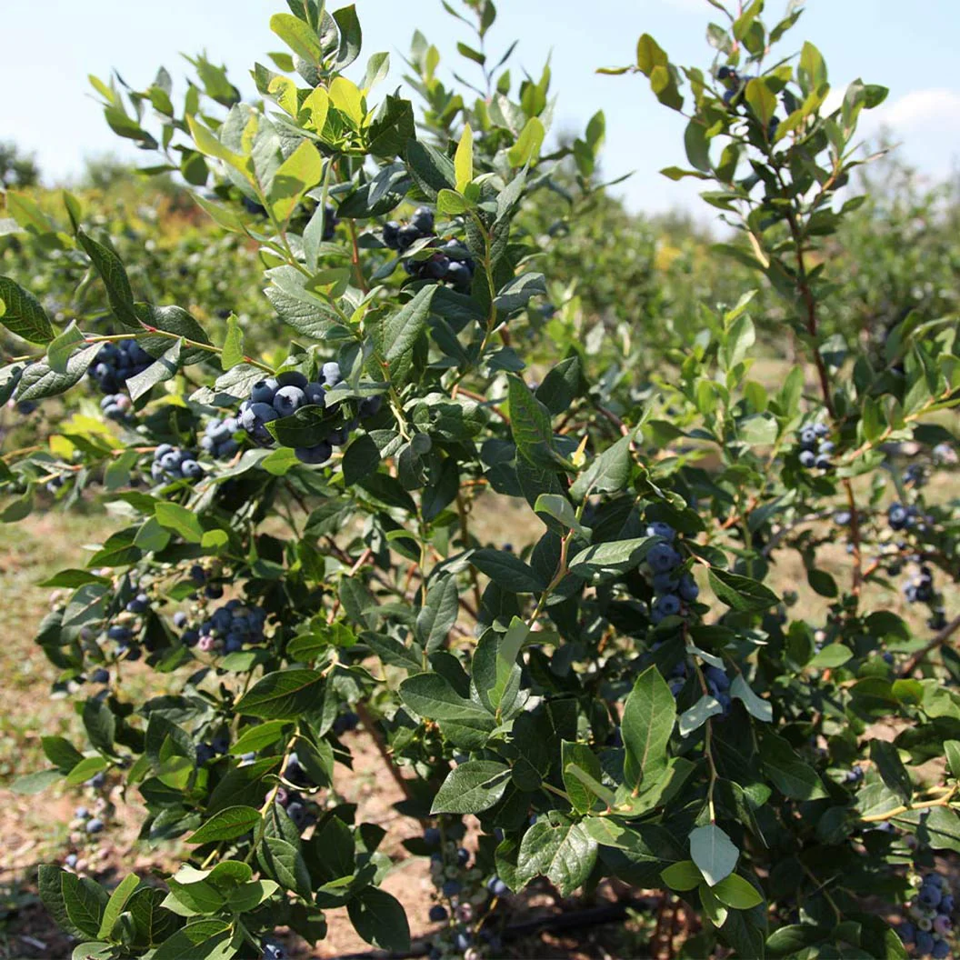 Legacy Blueberry Bush - Image 7