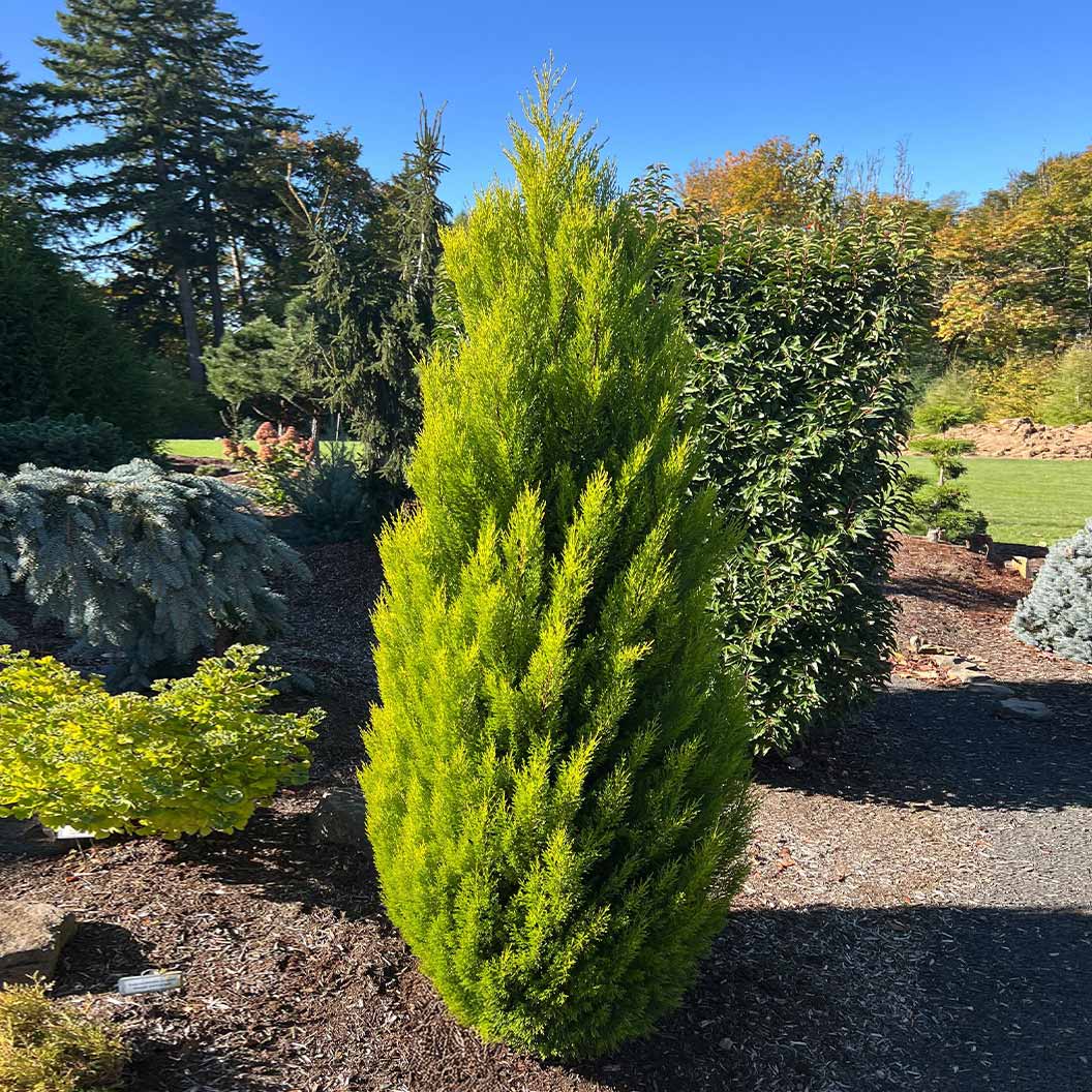 Lemon Cypress - Image 2