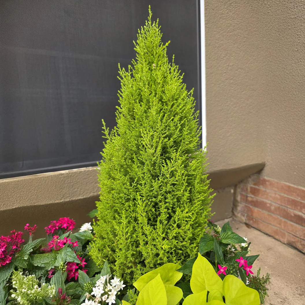 Lemon Cypress - Image 3