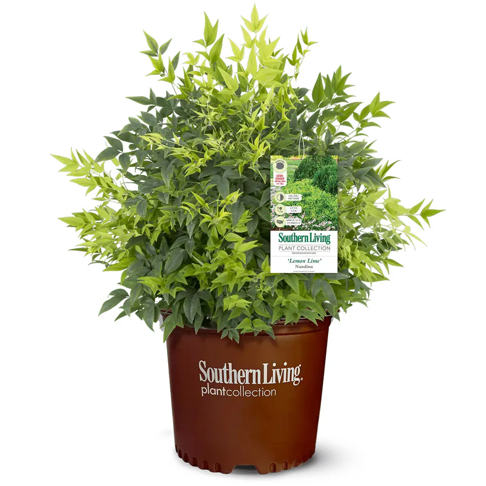 Lemon Lime Nandina Shrub - Image 2