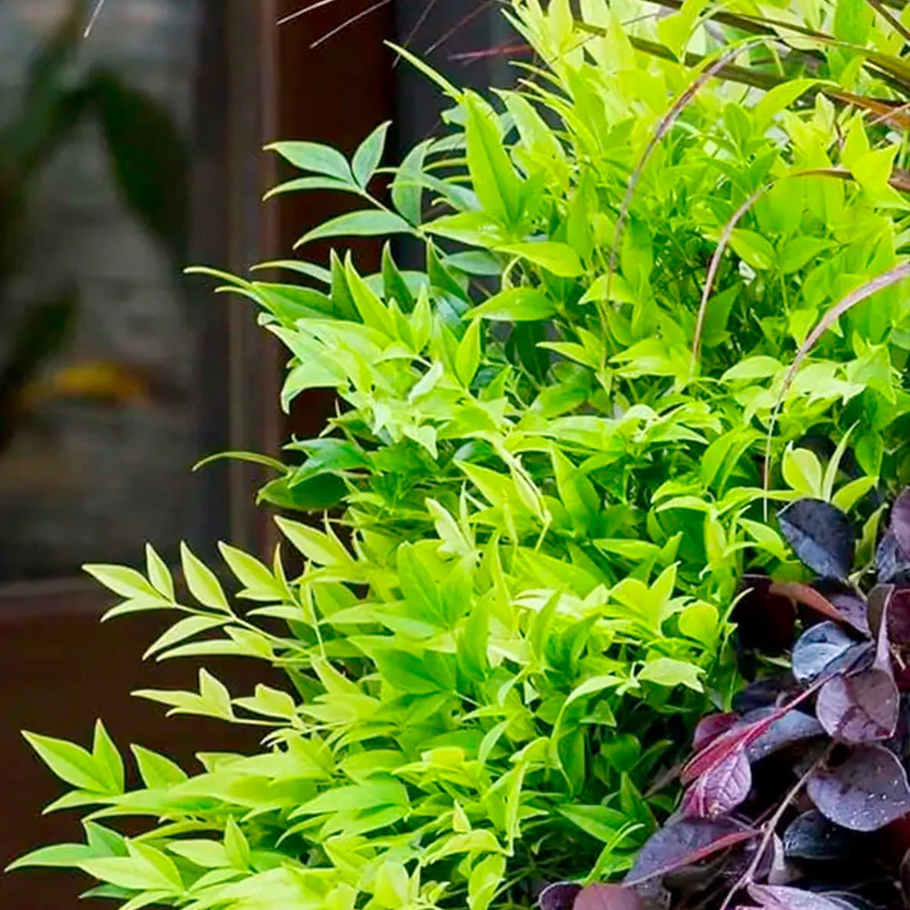 Lemon Lime Nandina Shrub - Image 3