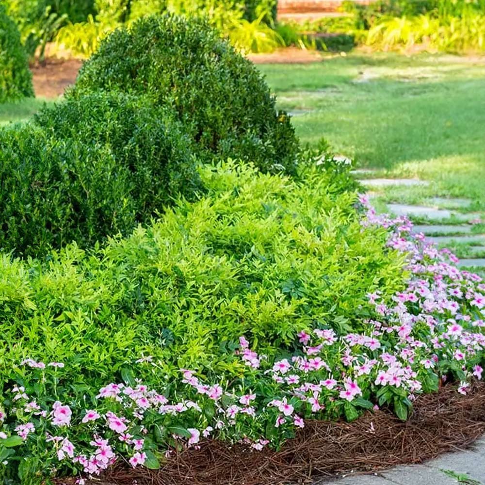 Lemon Lime Nandina Shrub - Image 4