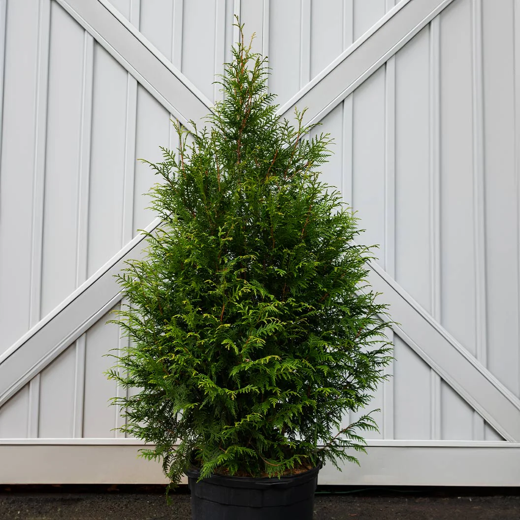 Leprechaun™ Arborvitae Tree - Image 3