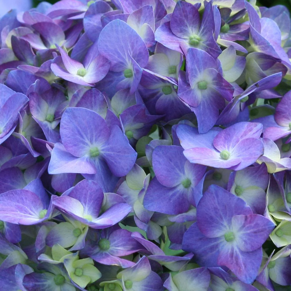 Proven Winners® Let's Dance® Blue Jangles Hydrangea Shrub - Image 3