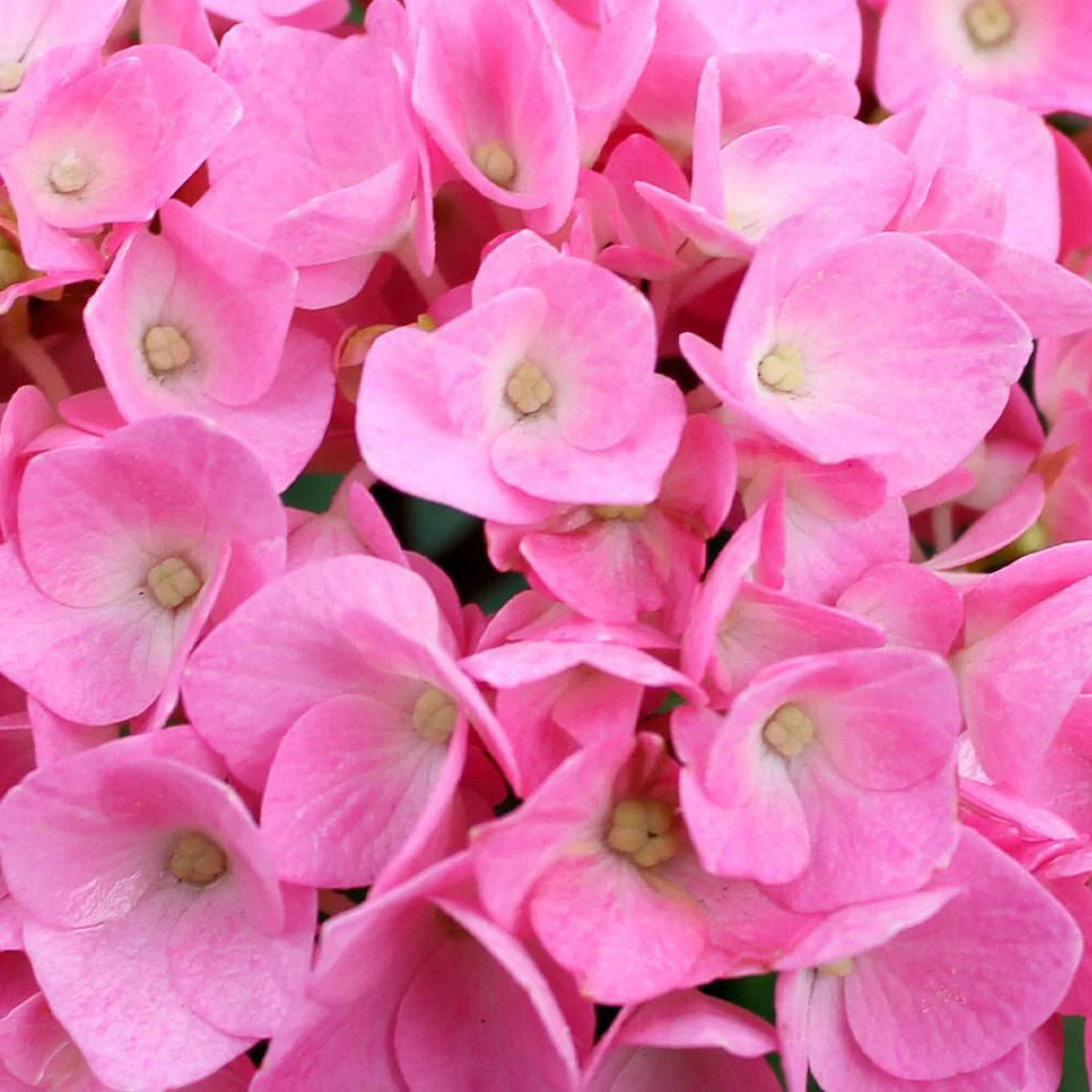 Proven Winners® Let's Dance® Blue Jangles Hydrangea Shrub - Image 4