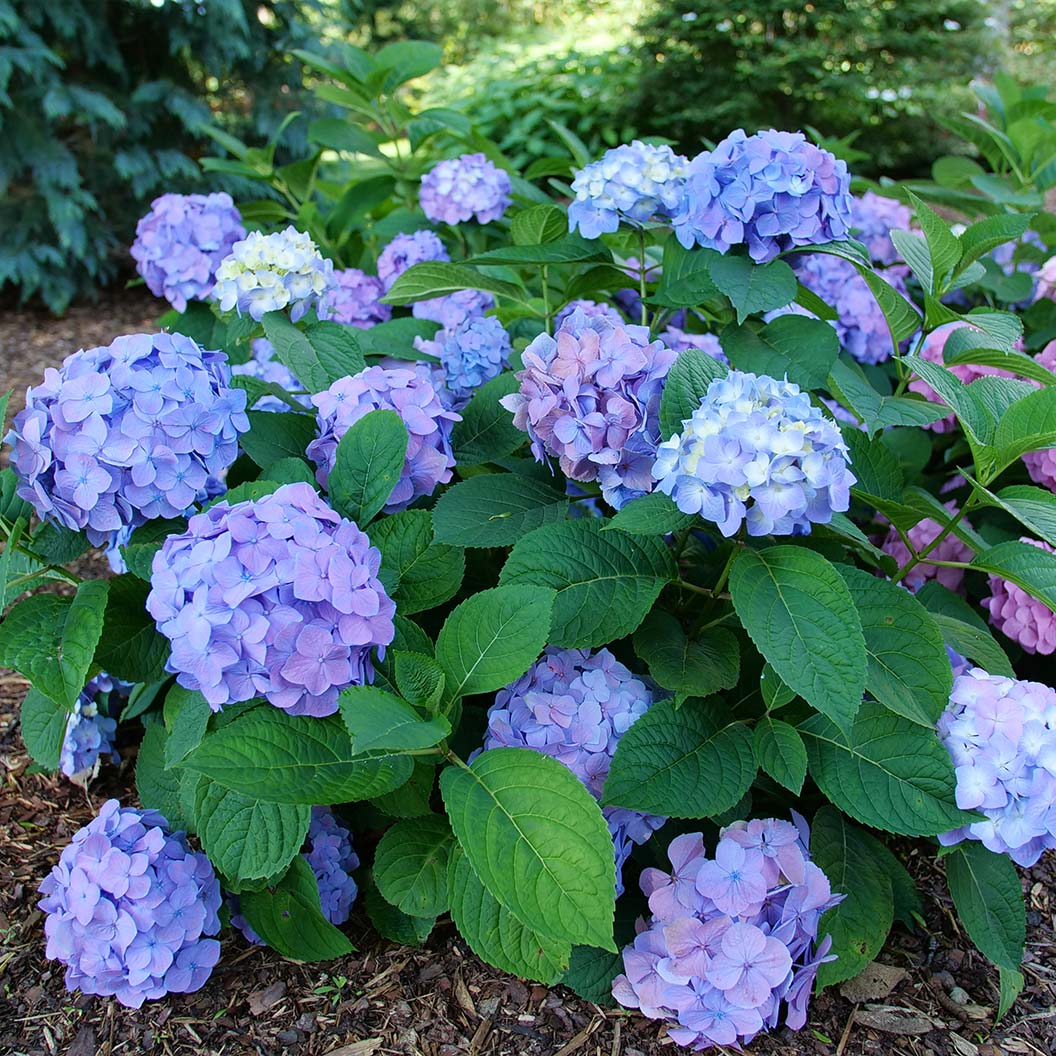 Proven Winners® Let's Dance Sky View® Hydrangea - Image 2
