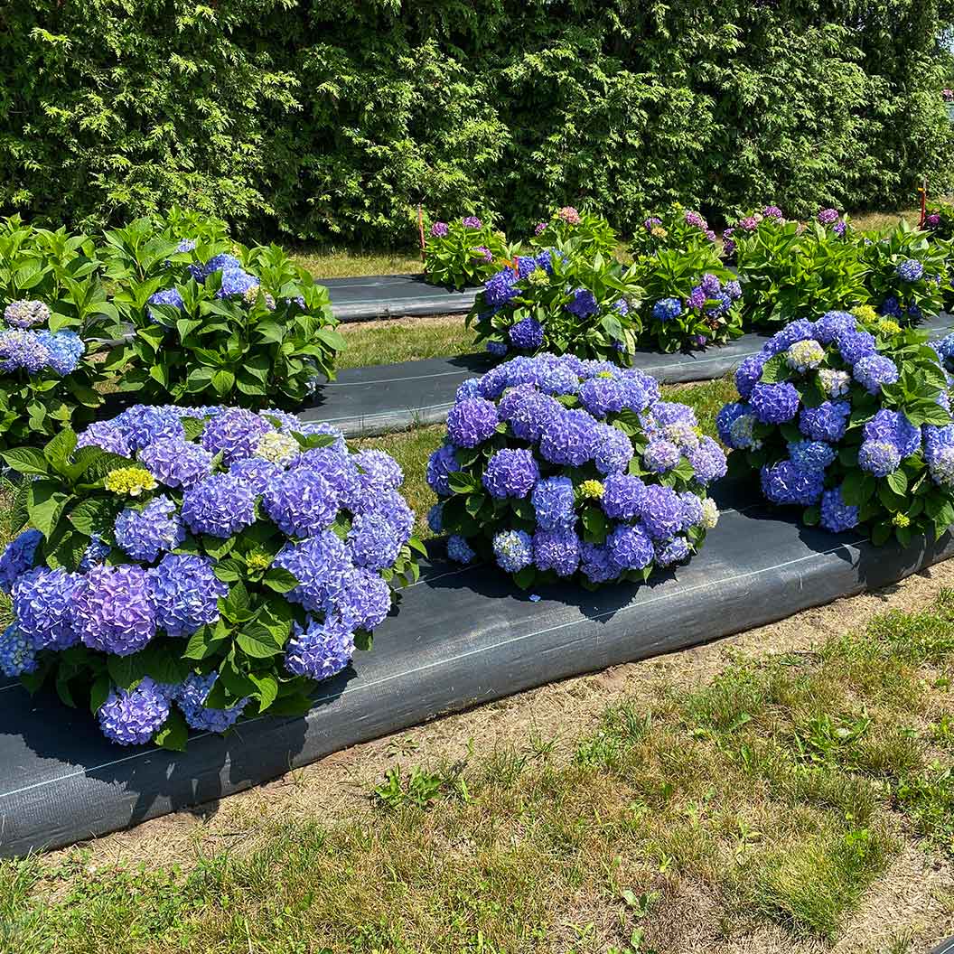 Proven Winners® Let's Dance Sky View® Hydrangea - Image 3